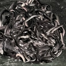 ビカーラウナギの画像