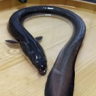 ニホンウナギの画像