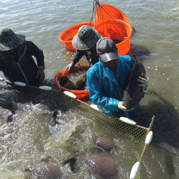 台湾から稚魚を輸入する養殖場の様子